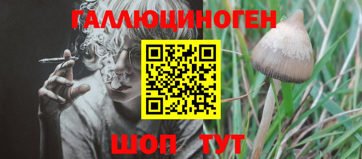 Дербент  Галлюциногенные грибы Psilocybine cubensis  Вход с VPN 